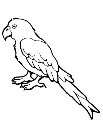 Parrot Bird Coloring Page